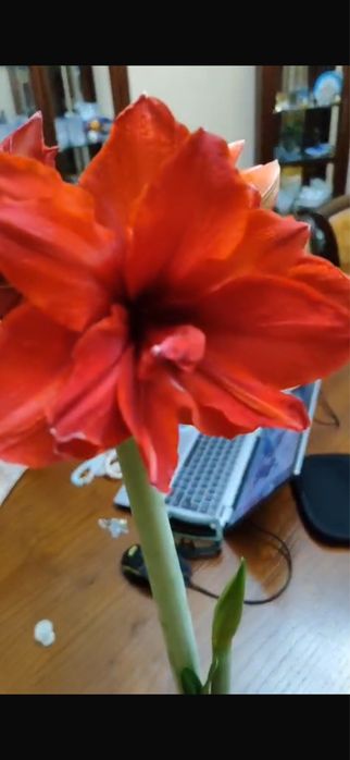 Луковицы Амариллиса. Свежие