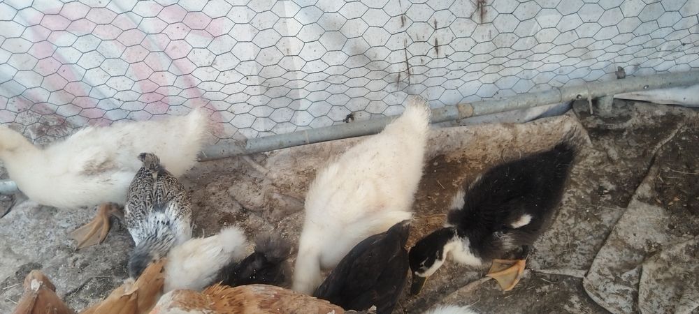 Boboci de rata polară și colorata