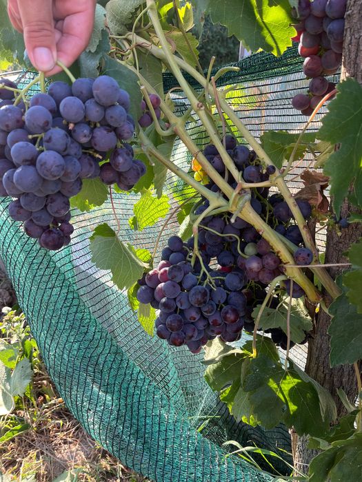 Teren intravilan de vânzare în Viisoara, județul Bihor- zonă liniștită