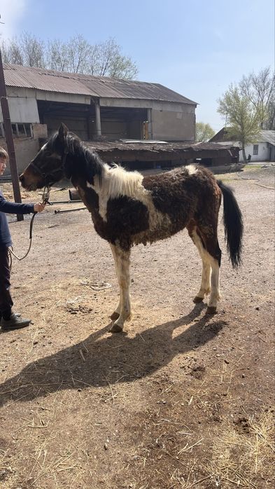 Полторашка сатам срочно
