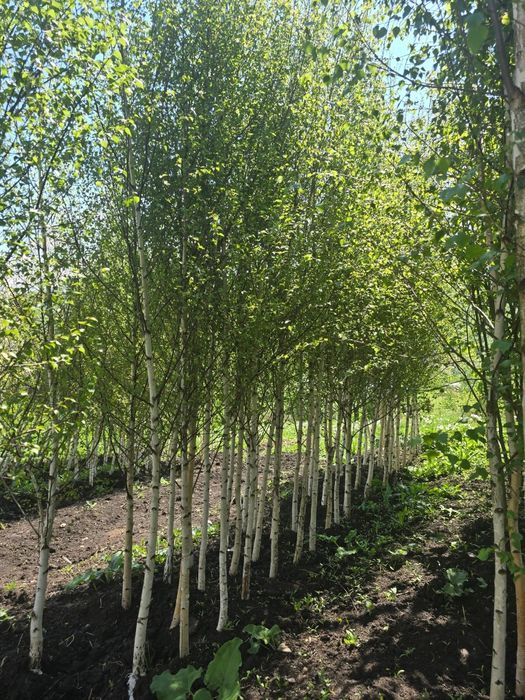 Leylandii Mestecan Tei Platani Photinia Red Robin laur englezesc