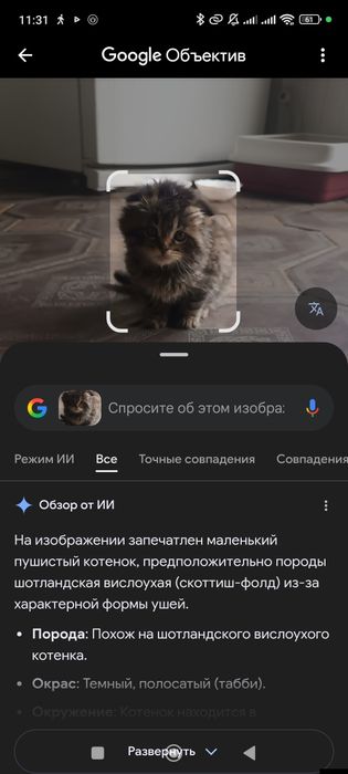 Продаётся котенок. Мушукча сотилади