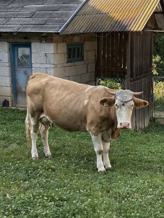 Vacă de vânzare
