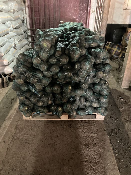 Sfecla Rosie si Ridichi Negre