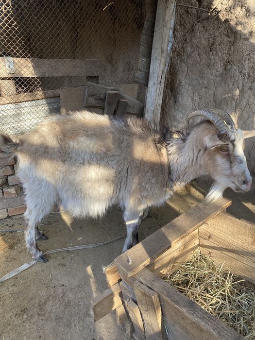 Козы зааненские.