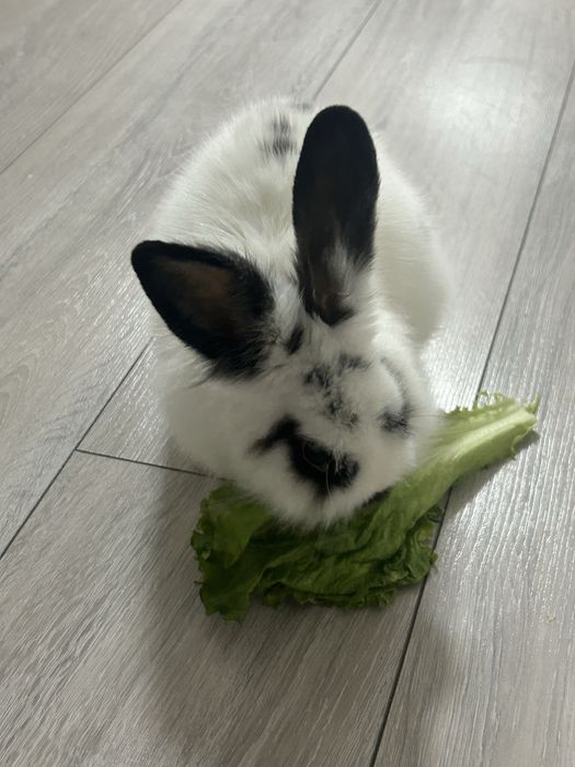 Карликовый кролик