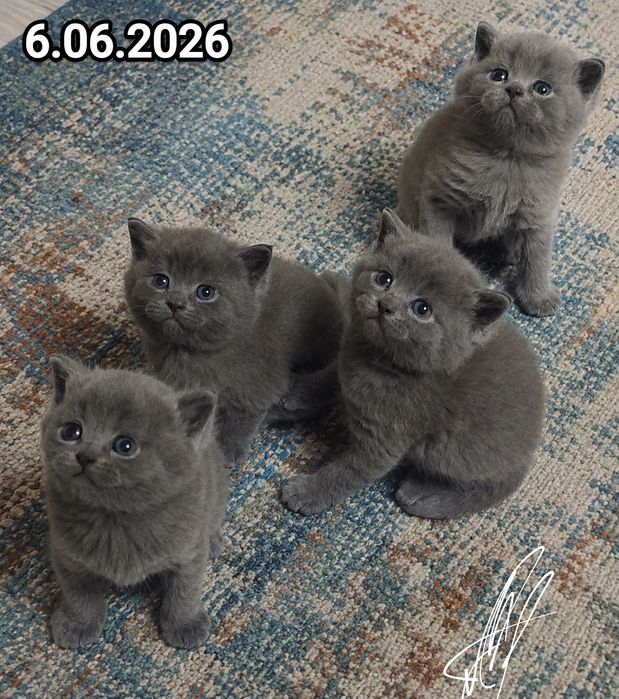 Британские котята