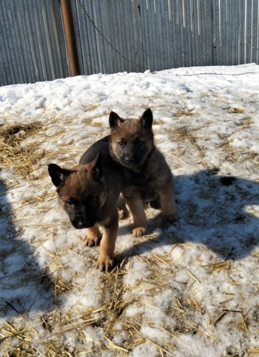 Продам щенков Волкособа!