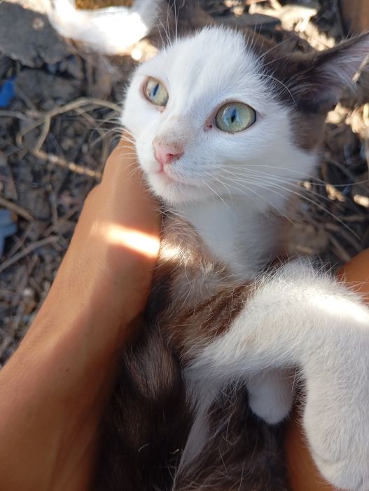 Котёнок котята две сестрички