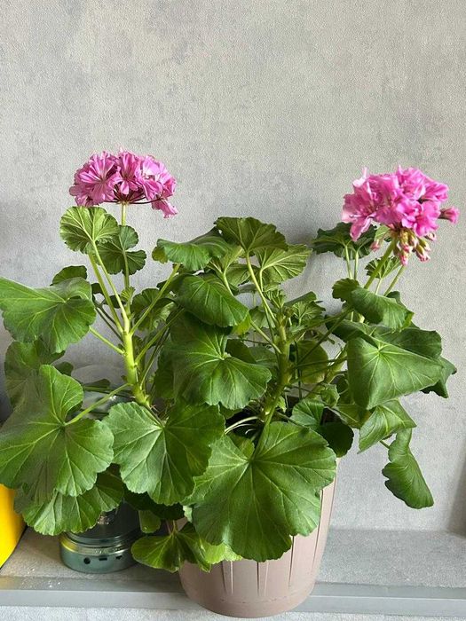 Продам цветы для офиса и дома