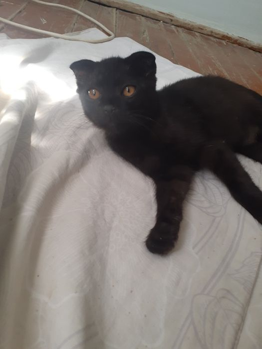 Shotlandiskiy mushuk