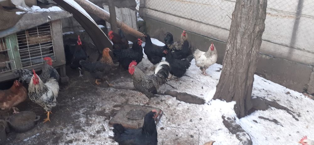 Mai mulți cocoși bun care calcă găinile și de tăiat.