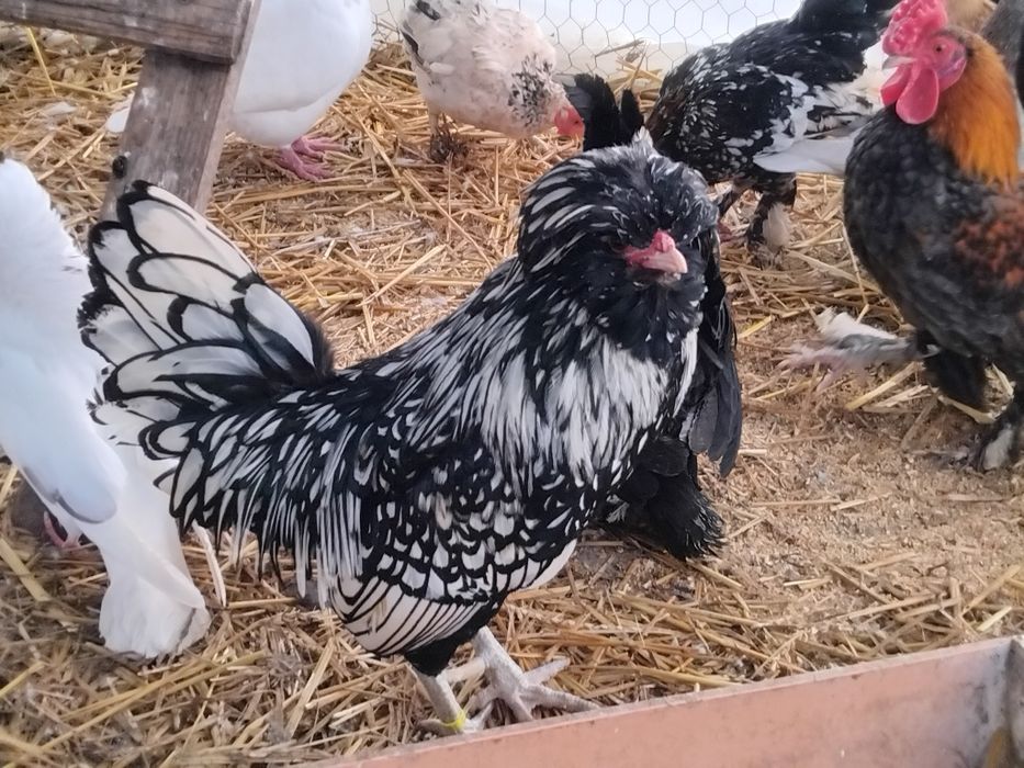 Vând cocoși pitici