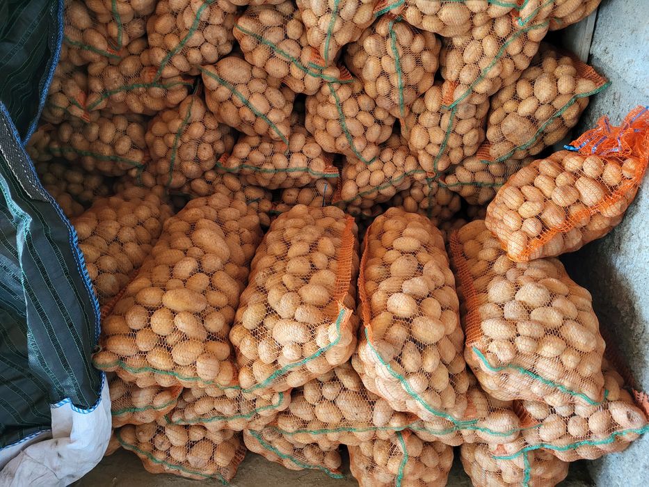 Cartofi consum,Marabel,miez galben