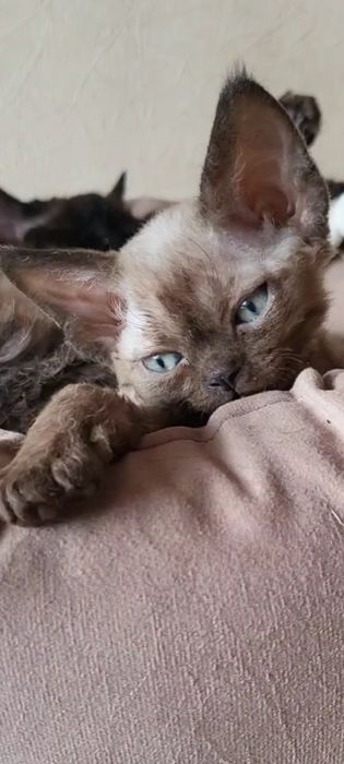 Девон-рекс котята в Алматы!