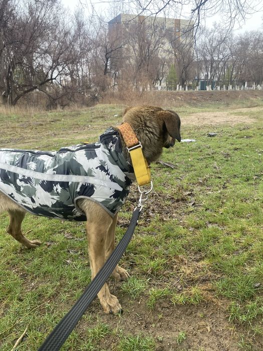 Прорезиненыц поводок