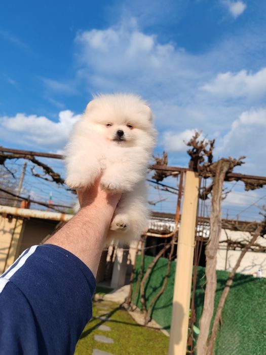 Померан мини мъжко на три месеца