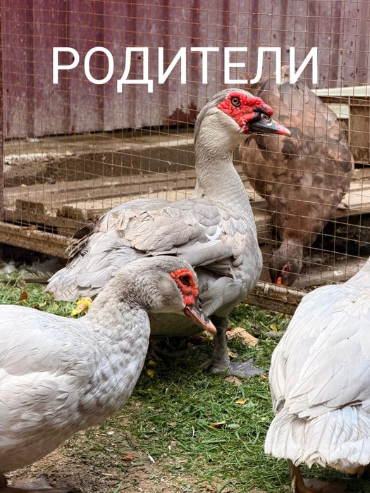 Продам утят тяжелой линии