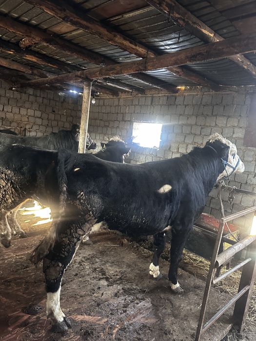 Бұққа  сатылады