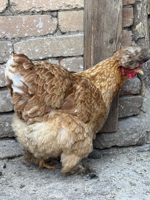 Разплодени яйца