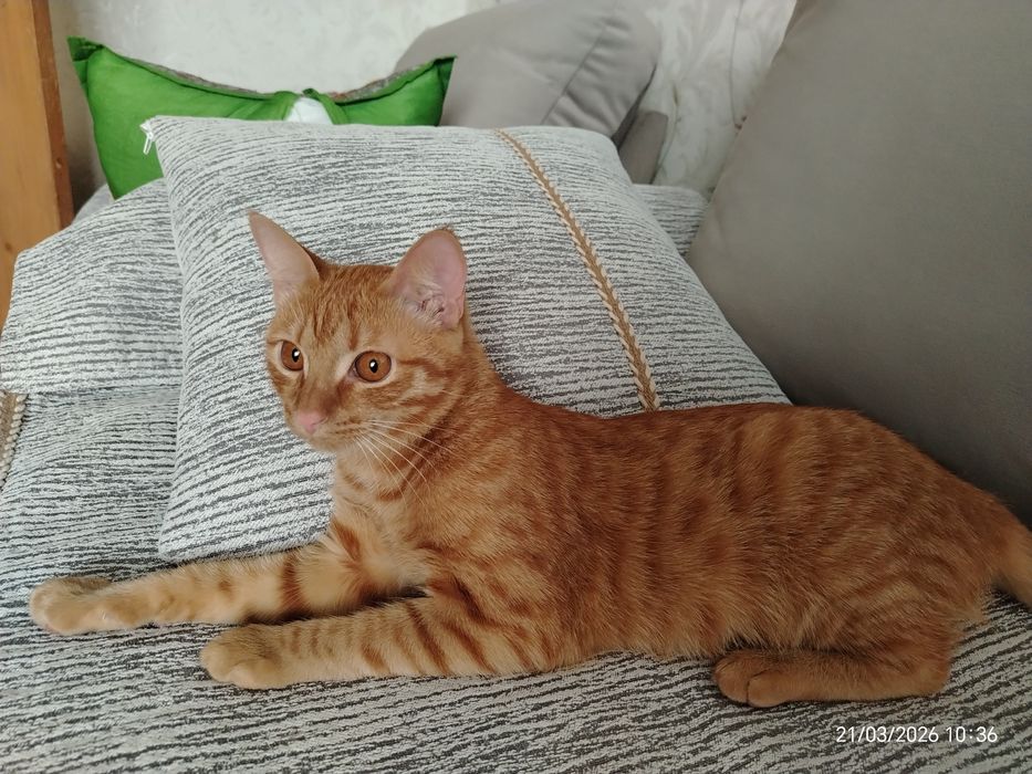 Мальчик Рыжик.1 год.кастрирован.В ответственную семью.