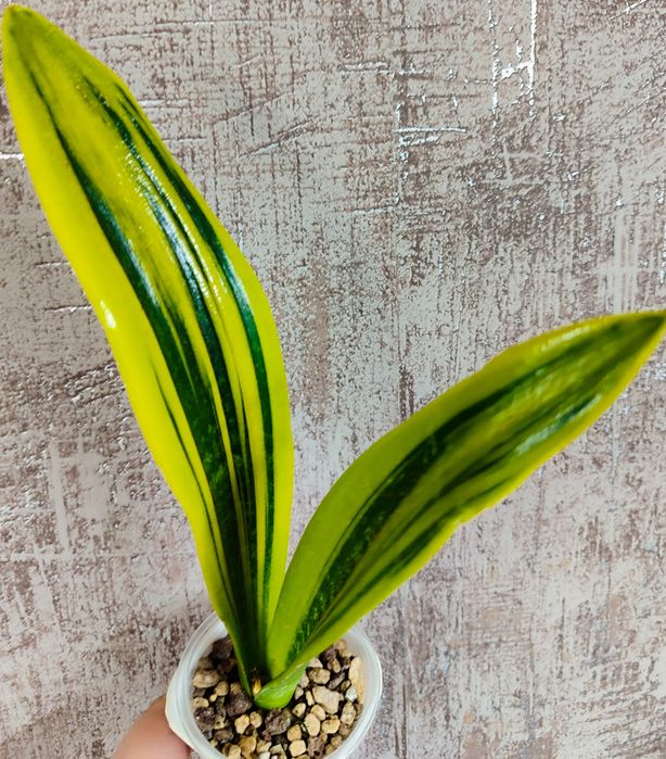 Сансивьерия Gold Flame