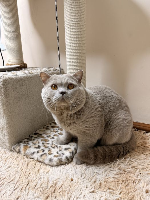 Продаются котята