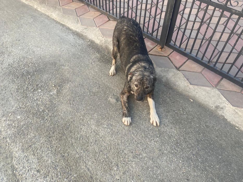 Donez catelusa metis sterilizata