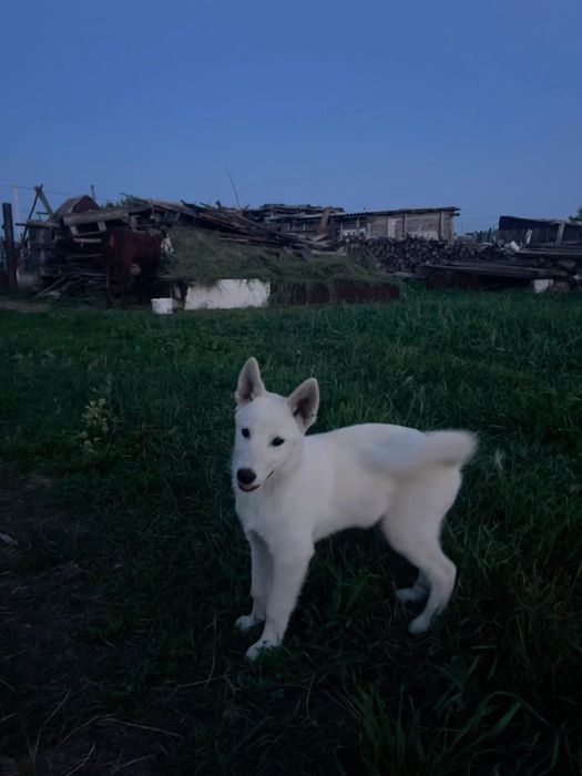 Продам щенков лайки