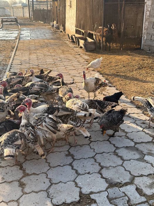 Kurka индюк so’yib beriladi