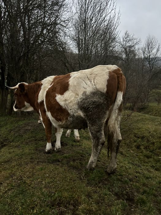 Vând junincă cu vițel