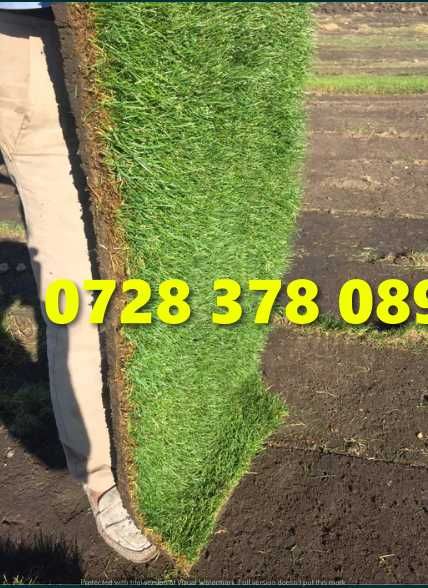 Gazon / Insamantare / Rulouri de Gazon