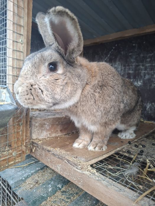 Қоян,көжектер сатамын