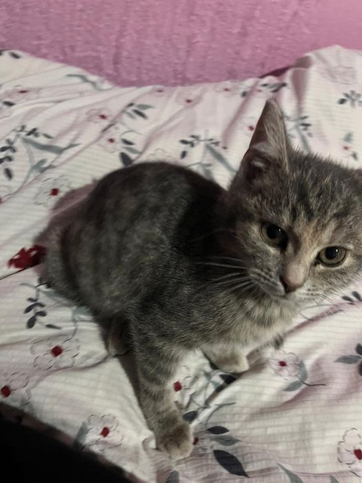 Отдам в хорошие руки