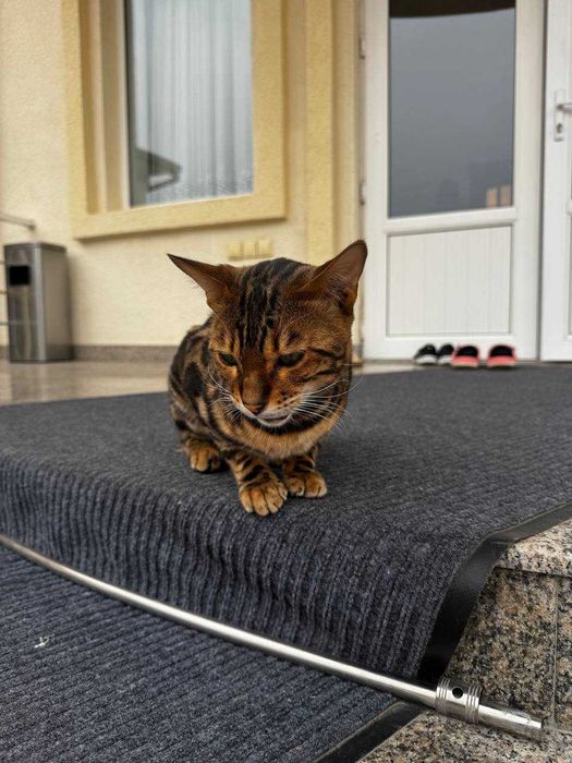 Продам бенгальского кота