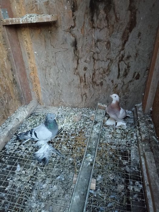 Продаются , сизые