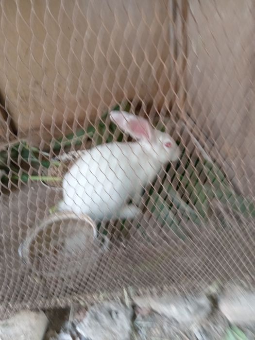 Quyonlar sotiladi 1 qiz 1 ogil