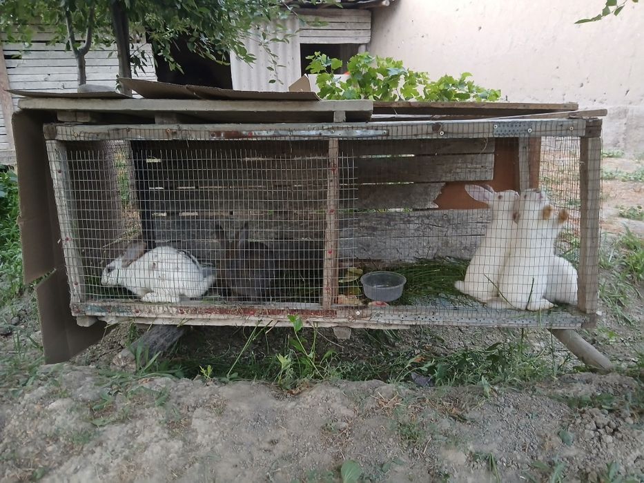 6 ta quyon sotiladi 3 tasi 2.5 oylik 3 tasi 2 oylik