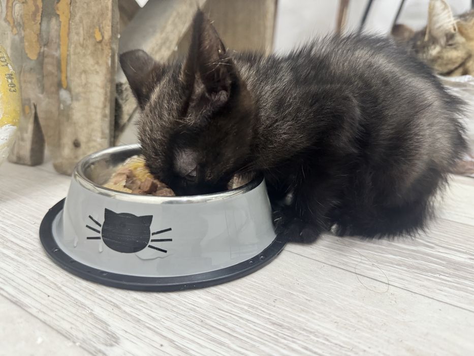 Котенок мальчик в добрые руки