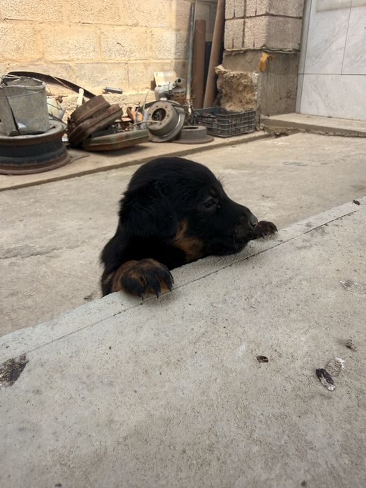 Щенок ягдтерьер девочка