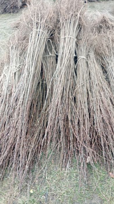 Puieti salcâm cu prindere sută la sută rădăcini bine dezvoltate