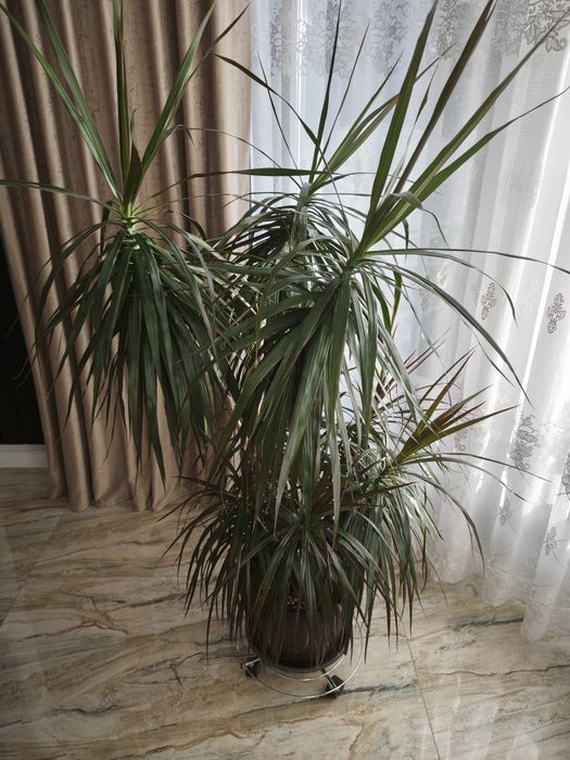 Plante Dracaena marginata