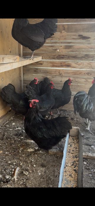 Черный австралорп