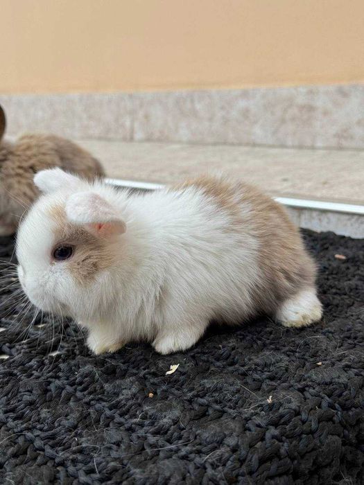 Quyon, Кроллик,Rebbit