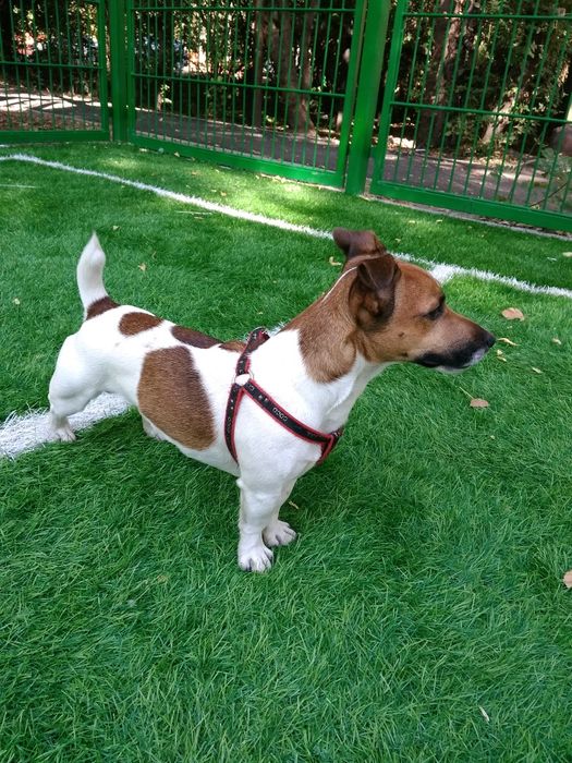 Джек Рассел Терьер Вязка