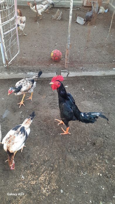 Тоза зот шалпанг сотилади апрельский