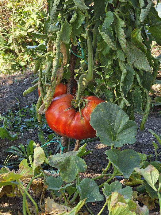 Продавам градински сладки домати