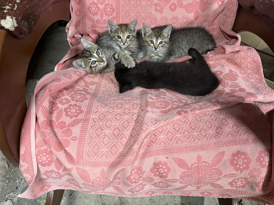 Отдам котят мама мышеловка