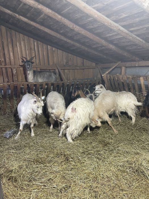 5 capre ales din 10 sau schimb cu oi breze