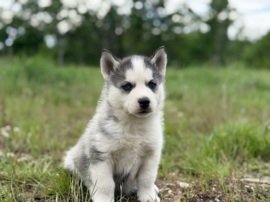 Femela husky siberian!